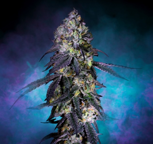 Comparison of Indica and Sativa cannabis strains showcasing their distinct characteristics and effects for informed choices.